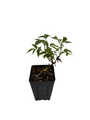 Adams Elderberry Perennial Shrub - Sambucus - 3.25" Pot