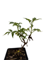 Adams Elderberry Perennial Shrub - Sambucus - 3.25" Pot