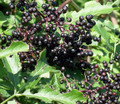 Adams Elderberry Perennial Shrub - Sambucus - 3.25" Pot