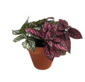 Tri-Color Polka Dot Plant - Hypoestes - 3" Clay Pot - Houseplant/Terrarium/Fairy
