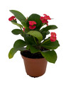 Karola Crown of Thorns Plant - Red Blooms - Euphorbia - 2.5" Pot