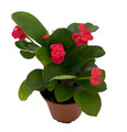 Karola Crown of Thorns Plant - Red Blooms - Euphorbia - 2.5" Pot