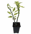 Devil's Backbone Plant - Pedilanthus - Red Bird Zig Zag Cactus - 4" Pot