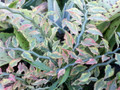 Devil's Backbone Plant - Pedilanthus - Red Bird Zig Zag Cactus - 4" Pot