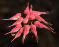 Devil's Backbone Plant - Pedilanthus - Red Bird Zig Zag Cactus - 4" Pot