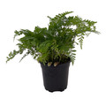 White Rabbit's Foot Fern 4" pot - Davallia