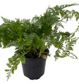 White Rabbit's Foot Fern 4" pot - Davallia