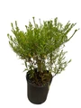 Wood's Pink Aster - Fall Blooming Perennial - Gallon Pot