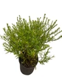 Wood's Pink Aster - Fall Blooming Perennial - Gallon Pot