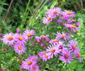 Wood's Pink Aster - Fall Blooming Perennial - Gallon Pot