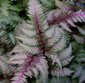 Regal Red Japanese Painted Fern- Athyrium- Shade Lover - Live Plant - Gallon Pot