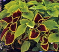 Under the Sun Coleus 10 Fuseable Pellets - Crimson Gold/Versa Lime - Indoors/Out