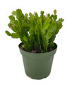 Hirt's Pink Christmas Cactus Plant - Zygocactus - 6" Pot