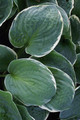 Christmas Tree Hosta - Shade Perennial - Quart Pot - Live Plant