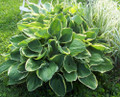 Christmas Tree Hosta - Shade Perennial - Quart Pot - Live Plant