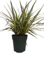 Kiwi Dragon Tree - Dracaena marginata - 6" Pot - House Plant