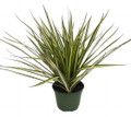 Kiwi Dragon Tree - Dracaena marginata - 6" Pot - House Plant