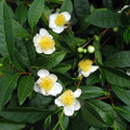 Green Tea Plant - Camellia sinensis - Brew Your Own Tea - 4" Pot - House Plant