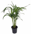 Areca Butterfly Palm - Chrysalidocarpus lutescens - Easy House Plant - 4" Pot