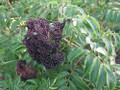 Wyldewood Elderberry Perennial Shrub - Sambucus - Native - 3.25" Pot