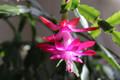 Purple/Magenta Christmas Cactus Plant - Zygocactus - 4" pot