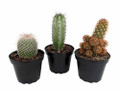 Instant Cactus Collection - 3 Plants - 4" Pots