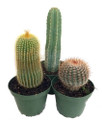 Instant Cactus Collection - 3 Plants - 4" Pots