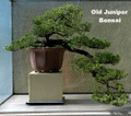 Japanese Juniper Bonsai Starter Tree - 2.5" Pot