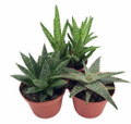 3 Different Aloe Plants - Easy House Plant! - 3" Pots