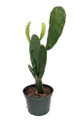 Prickly Pear Cactus - Opuntia - Great Houseplant - Easy - 6" Pot