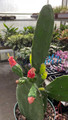 Prickly Pear Cactus - Opuntia - Great Houseplant - Easy - 6" Pot