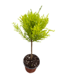 Lemon Scented Goldcrest Mini Poodle Cypress Tree - 4.5" Pot