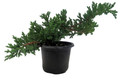 Japanese Juniper Bonsai Tree - 4" pot - Juniperus procumbens - Nana