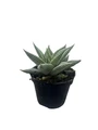 Miami Haworthia Succulent Plant - Low Maintenance - 2" Pot