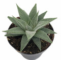 Miami Haworthia Succulent Plant - Low Maintenance - 2" Pot