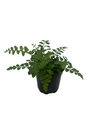 Austral Gem Fern - 4" Pot - Asplenium dimorphum -