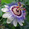 Becky's Blue/White Passion Flower - Passiflora - 4" Pot