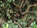 Jabuticaba Fruit Tree Plant - 8" Pot - Myrciaria -Tree That Fruits On It's Trunk