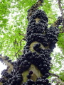 Jabuticaba Fruit Tree Plant - 8" Pot - Myrciaria -Tree That Fruits On It's Trunk