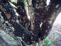 Jabuticaba Fruit Tree Plant - 8" Pot - Myrciaria -Tree That Fruits On It's Trunk