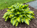 Rainbow's End Hosta - 3" Pot - Incredibly Variegated, Shiny Foliage