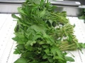 Epazote Herb - Chenopodium - Mexican Herb - Live Plant -  3" Pot
