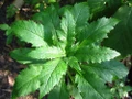 Epazote Herb - Chenopodium - Mexican Herb - Live Plant -  3" Pot
