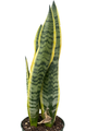Laurentii Snake Plant - Sansevieria - Impossible to kill! - 6" Pot