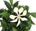 Vietnamese Moonspinner Gardenia Plant - EXTREMELY FRAGRANT-Indoors/Out  - 6" Pot