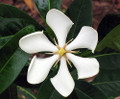 Vietnamese Moonspinner Gardenia Plant - EXTREMELY FRAGRANT-Indoors/Out  - 6" Pot
