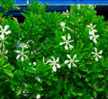 Vietnamese Moonspinner Gardenia Plant - EXTREMELY FRAGRANT-Indoors/Out  - 6" Pot
