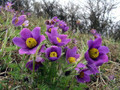 Pasque Flower  - Pulsatilla vulgaris - Part Shade - Quart Pot
