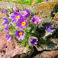Pasque Flower  - Pulsatilla vulgaris - Part Shade - Quart Pot