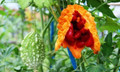 Foo Gwa - Bitter Melon - Bitter Gourd - Balsam Pear -4" pot- Momordica charantia